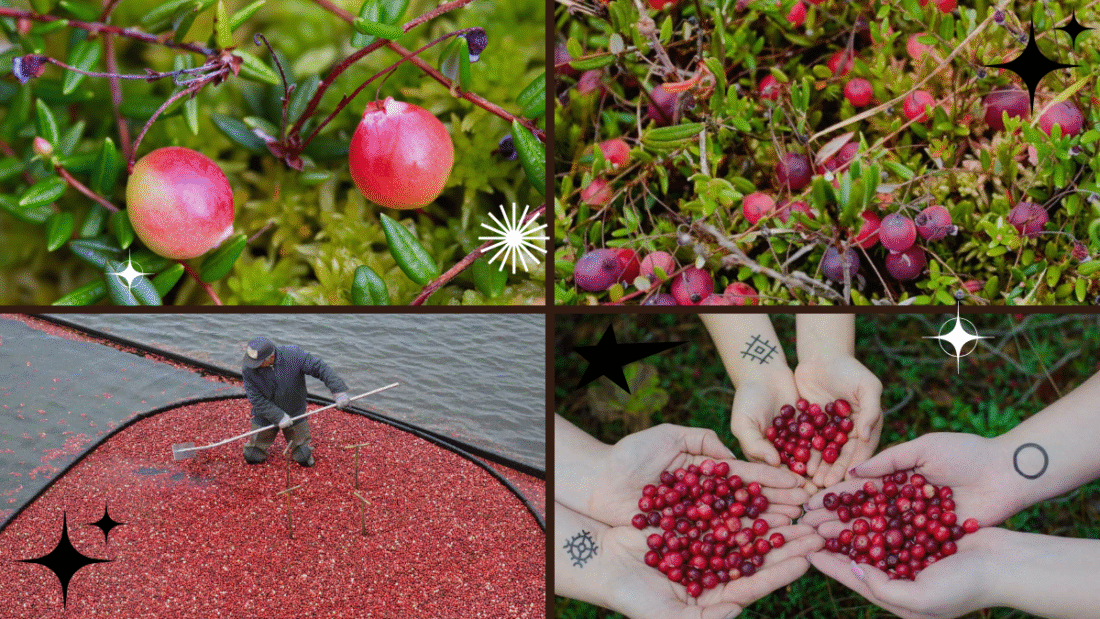 How to Grow a Cranberry Plant for Harvesting