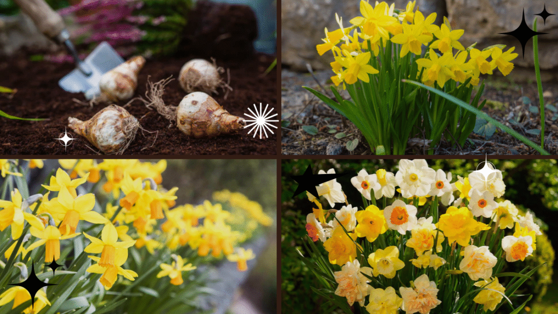 How Deep to Plant Daffodil Bulbs for Best Results