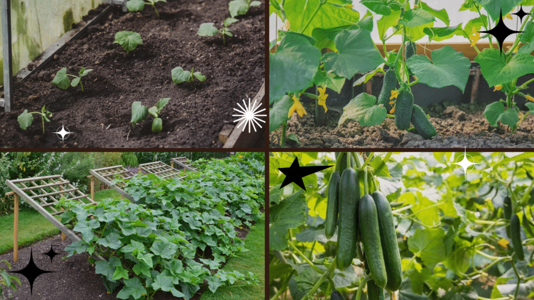 How Far Apart to Plant Cucumbers for Better Growth