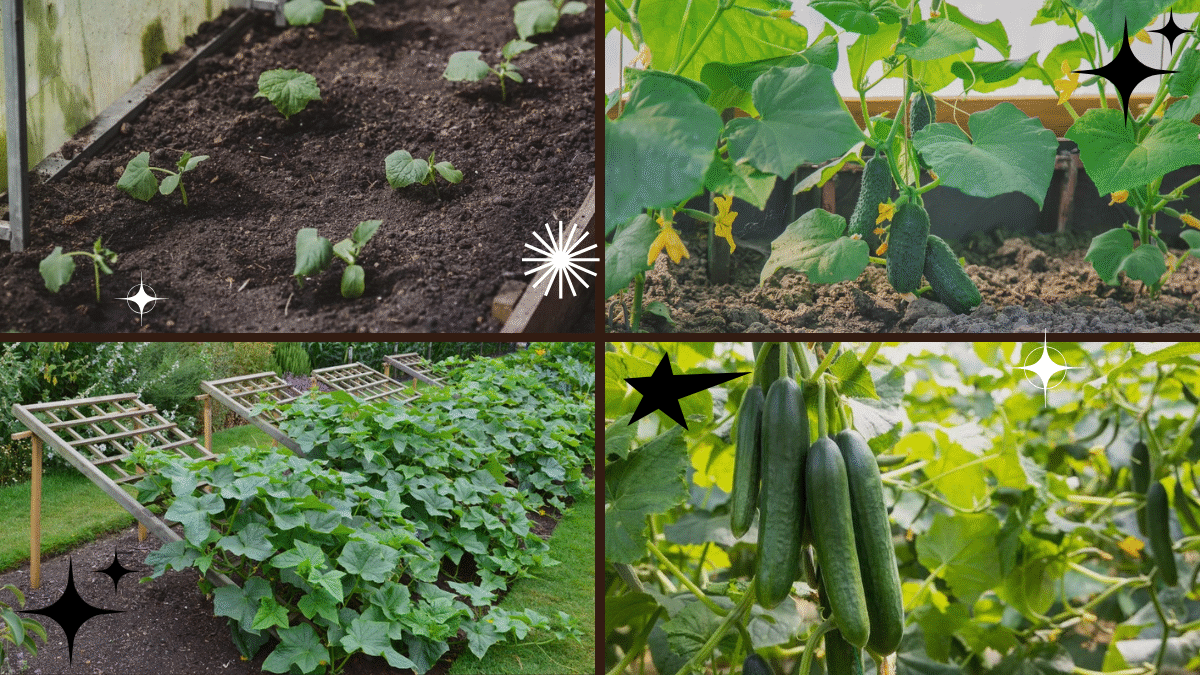 How Far Apart to Plant Cucumbers for Better Growth