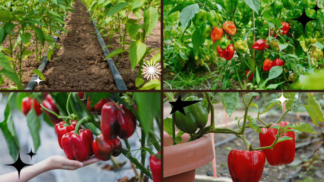 How Far Apart to Plant Peppers for Bigger Yields