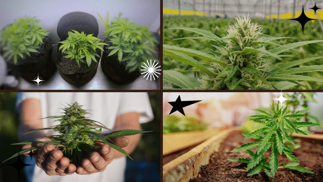 How Long Does It Take to Grow a Weed Plant? A Complete Guide for Growers