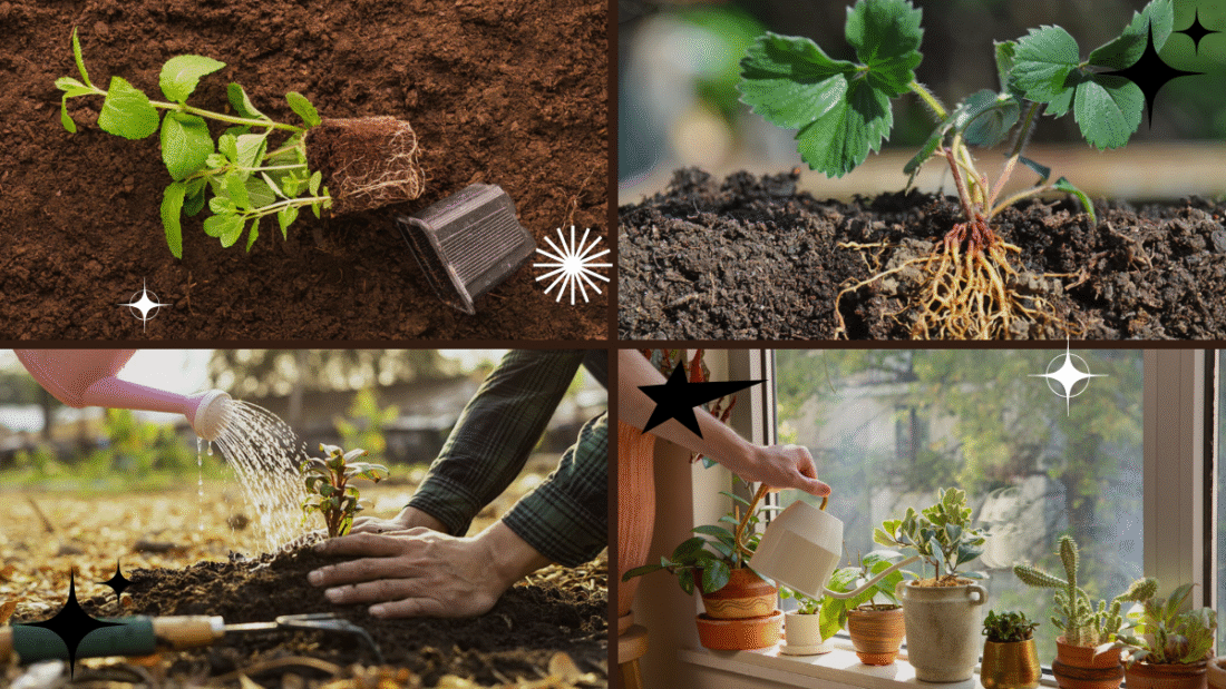 How to Bottom Water Plants for Healthier Roots: A Complete Grower’s Guide
