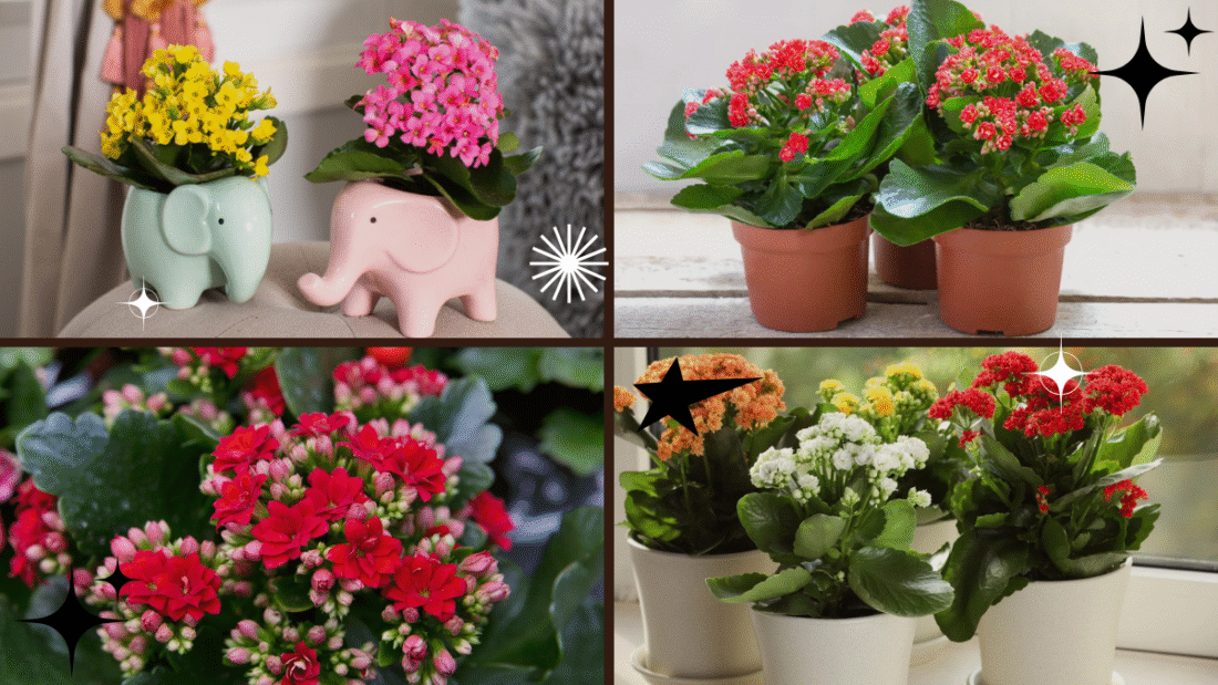 How to Care for a Kalanchoe Plant at Home: A Complete Guide for Healthy, Beautiful Blooms