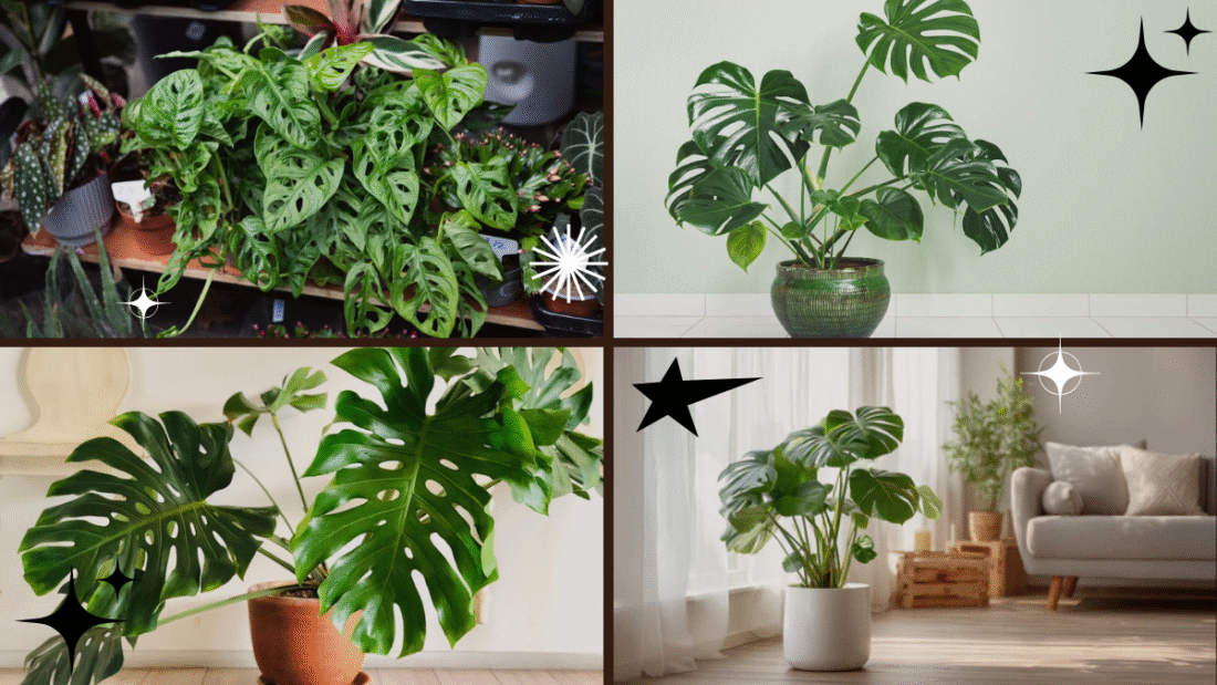 How to Care for a Monstera Plant Indoors
