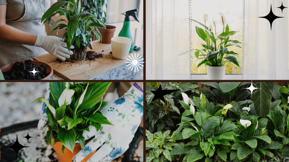 How to Care for a Peace Lily Plant Effectively
