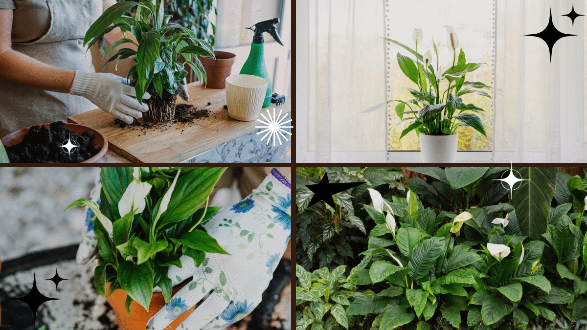 How to Care for a Peace Lily Plant Effectively