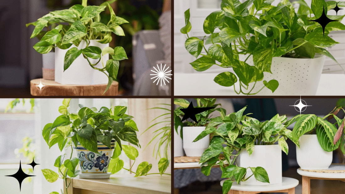 How to Care for a Pothos Plant for Growth