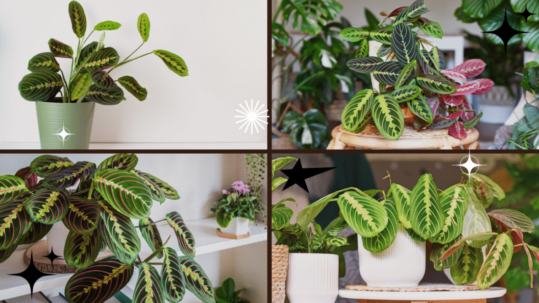 How to Care for a Prayer Plant Indoors
