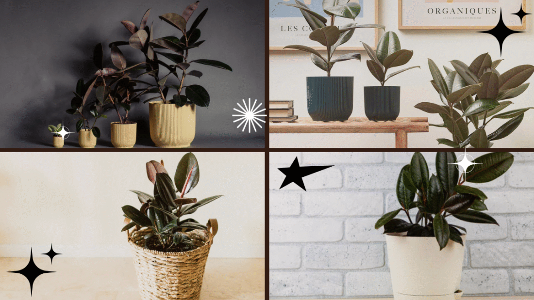 How to Care for a Rubber Plant for Beginners