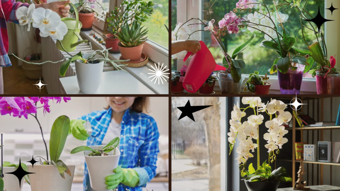 How to Care for an Orchid Plant Indoors Properly