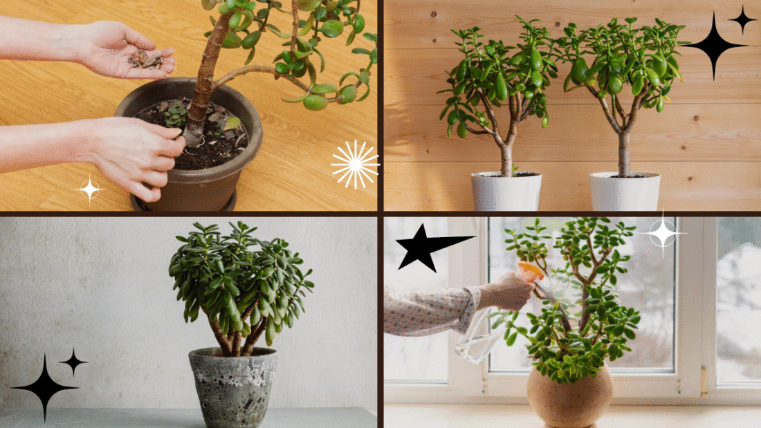 How to Care for a Jade Plant in Any Climate
