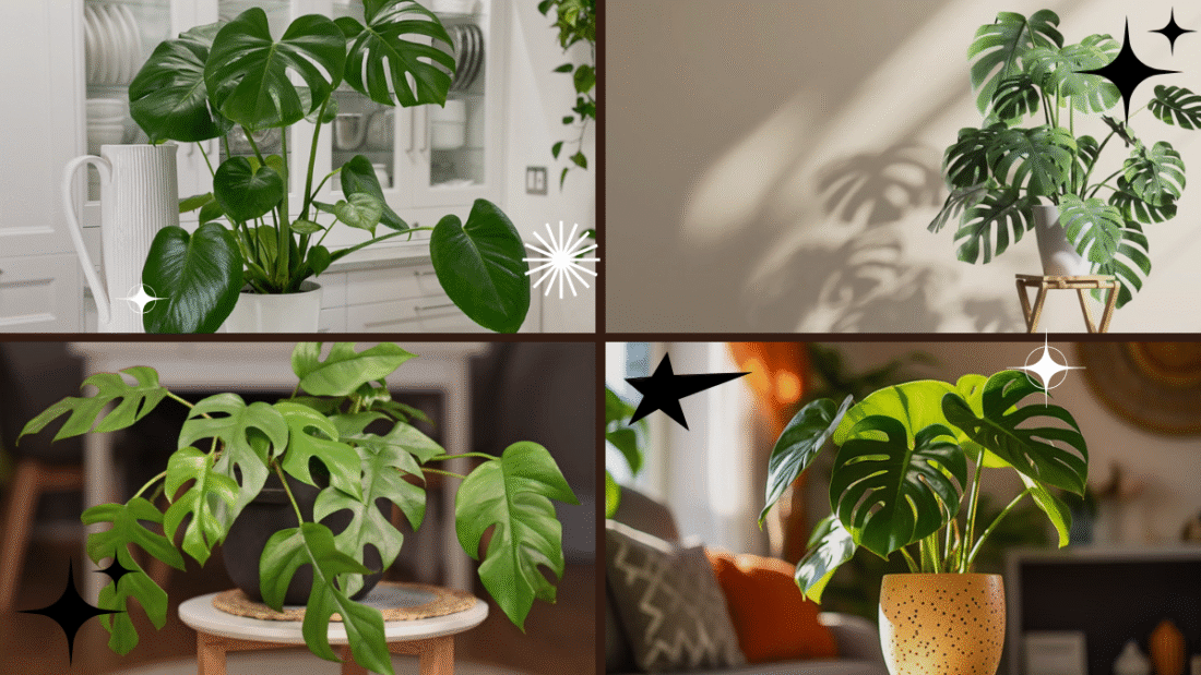 How to Care for a Monstera Plant for Beginners