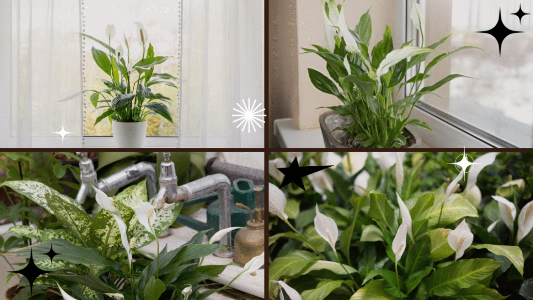 How to Care for a Peace Lily Plant Indoors