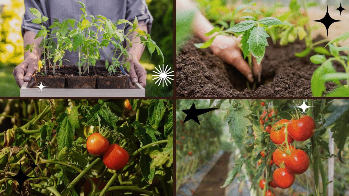 How to Care for Tomato Plants for High Yield