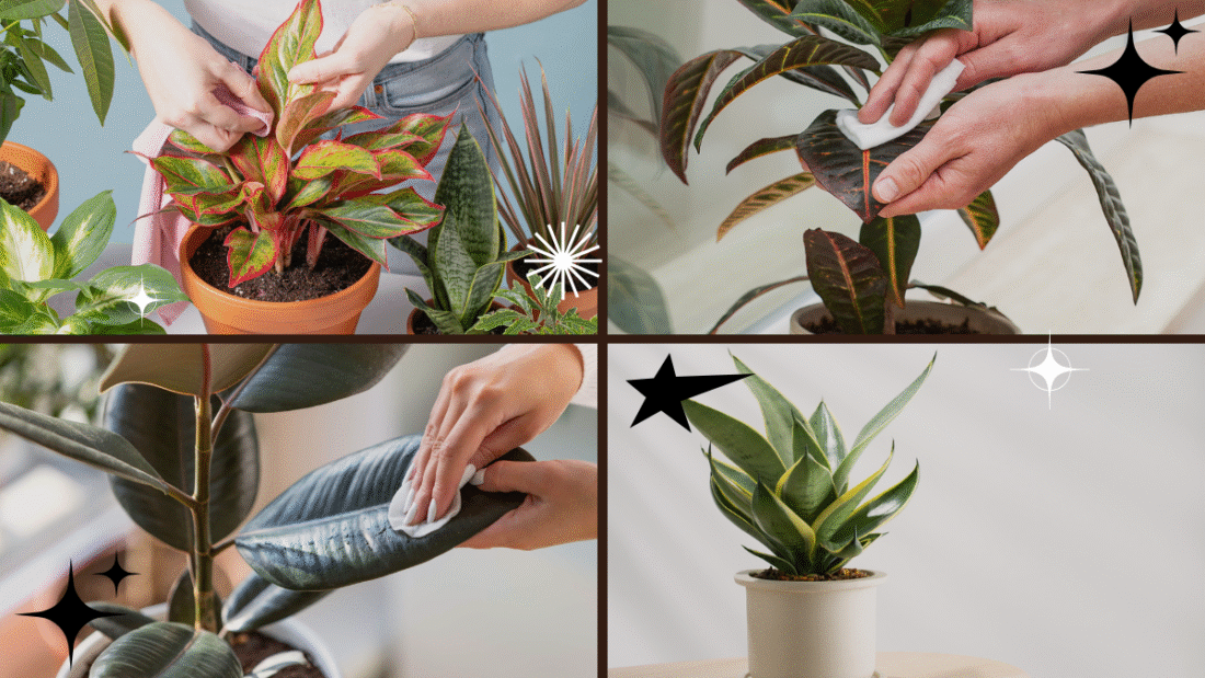 How to Clean Plant Leaves Without Damaging Them