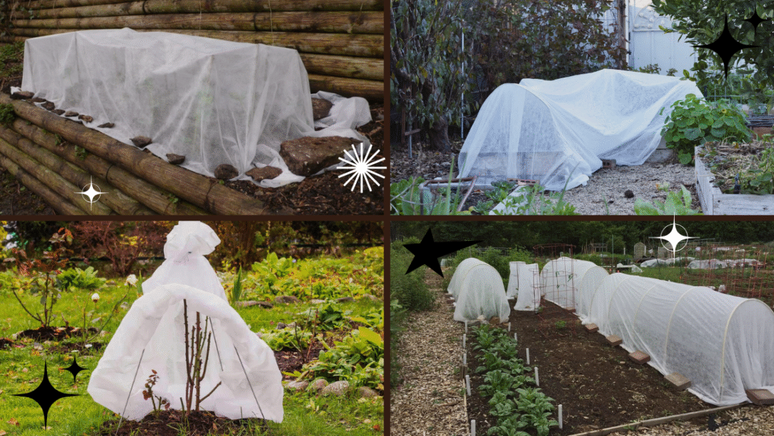 How to Cover Plants for Frost Protection: A Comprehensive Guide