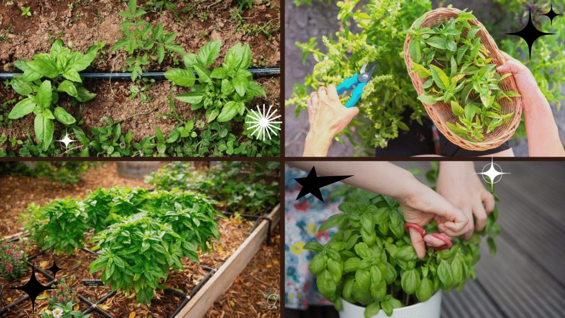 How to Cut Basil Leaves from a Plant Correctly