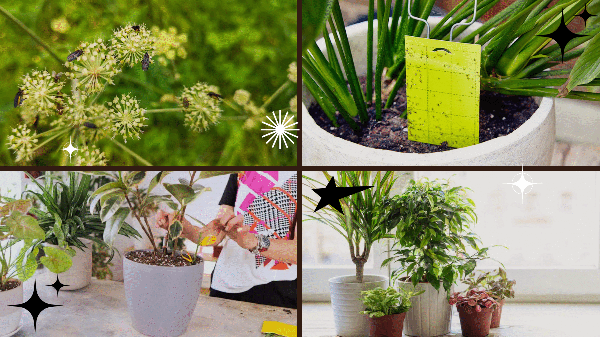 How to Get Rid of Gnats in a Plant – Say Goodbye to Pesky Pests!
