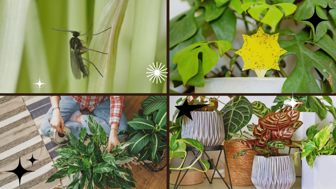 How to Get Rid of Gnats on Plants – A Simple Solution for Healthier Greens!