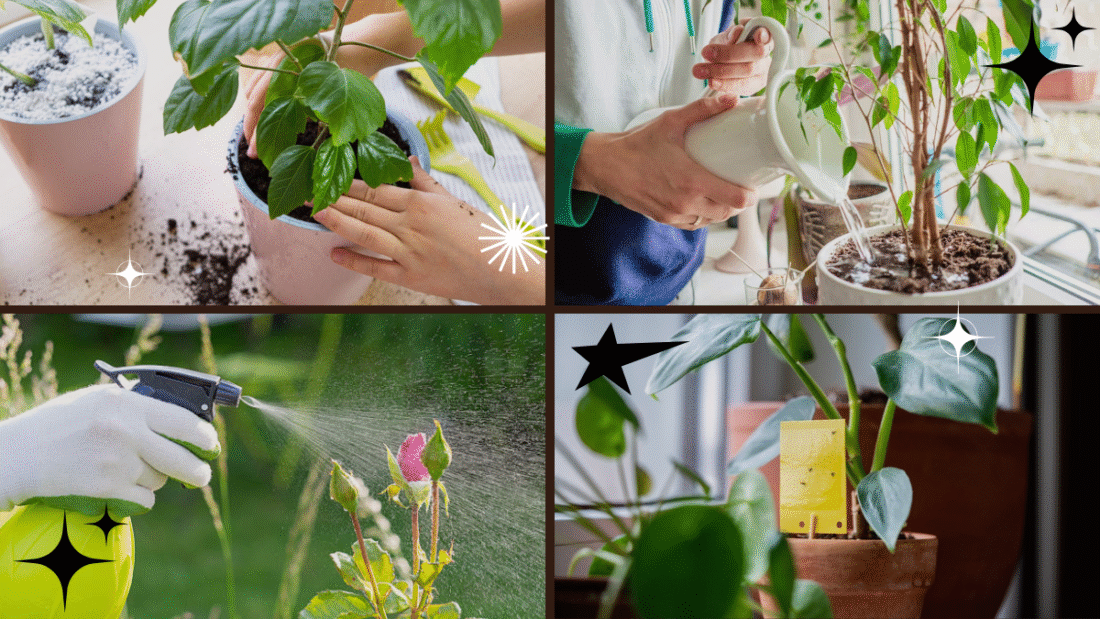 How to Get Rid of Gnats on Plants – A Simple Solution for Healthier Greens!