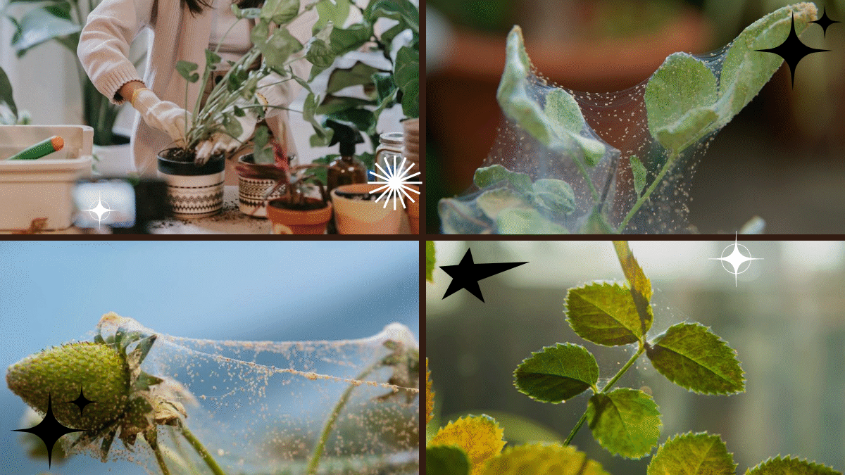How to Get Rid of Spider Mites on Indoor Plants – Keep Your Indoor Jungle Thriving!