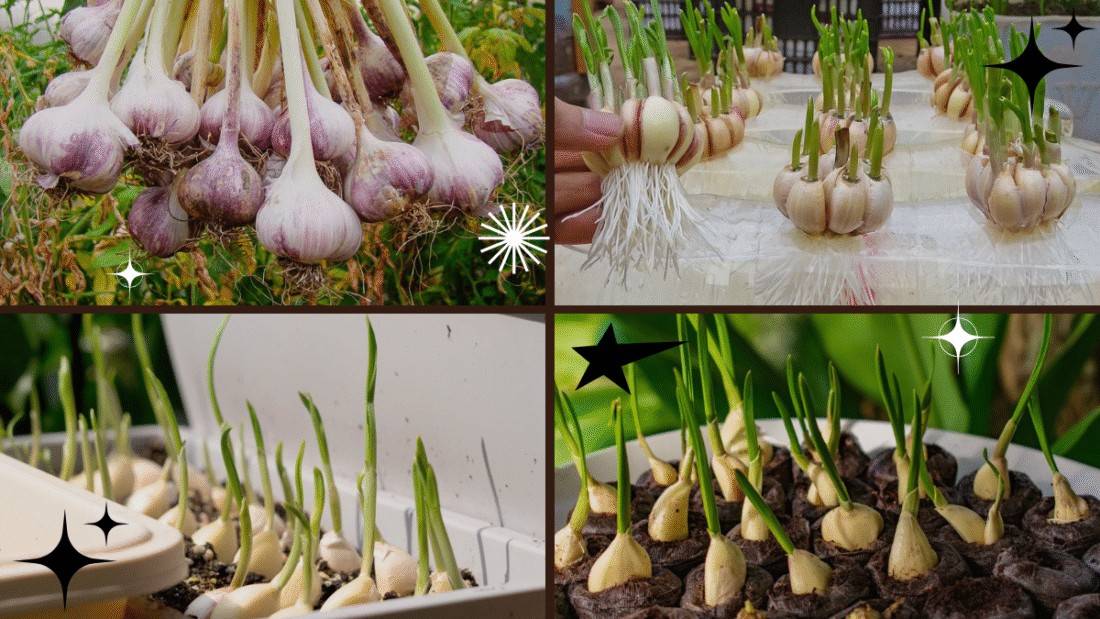 How to Grow a Garlic Plant from a Clove – The Secret to Fresh Garlic at Home!