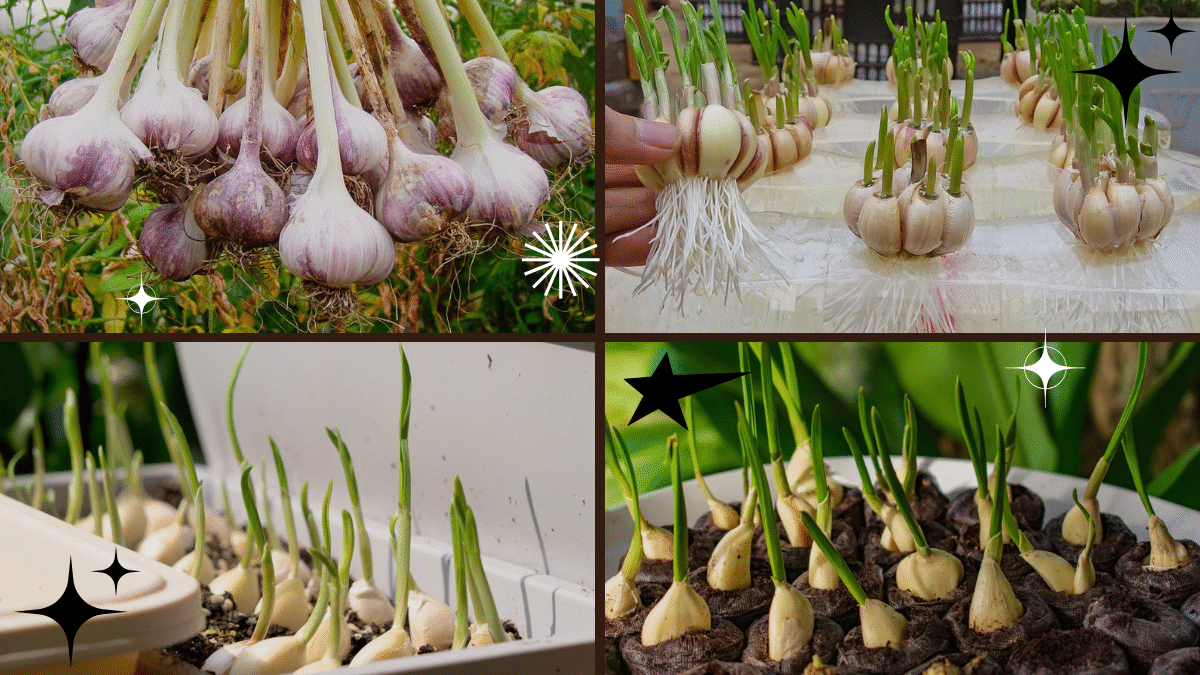 How to Grow a Garlic Plant from a Clove – The Secret to Fresh Garlic at Home!