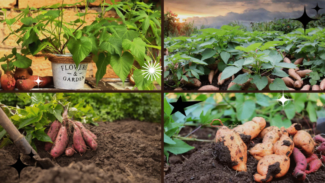 How to Grow a Sweet Potato Plant – Enjoy Homegrown Goodness!