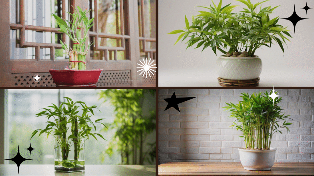 How to Grow a Bamboo Plant – Add a Zen Touch to Your Space!