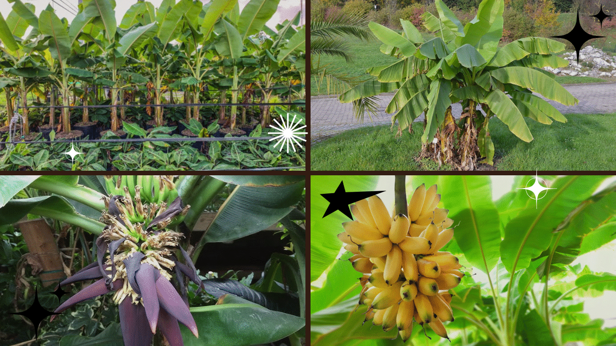 How to Grow a Banana Plant – Create Your Tropical Oasis!