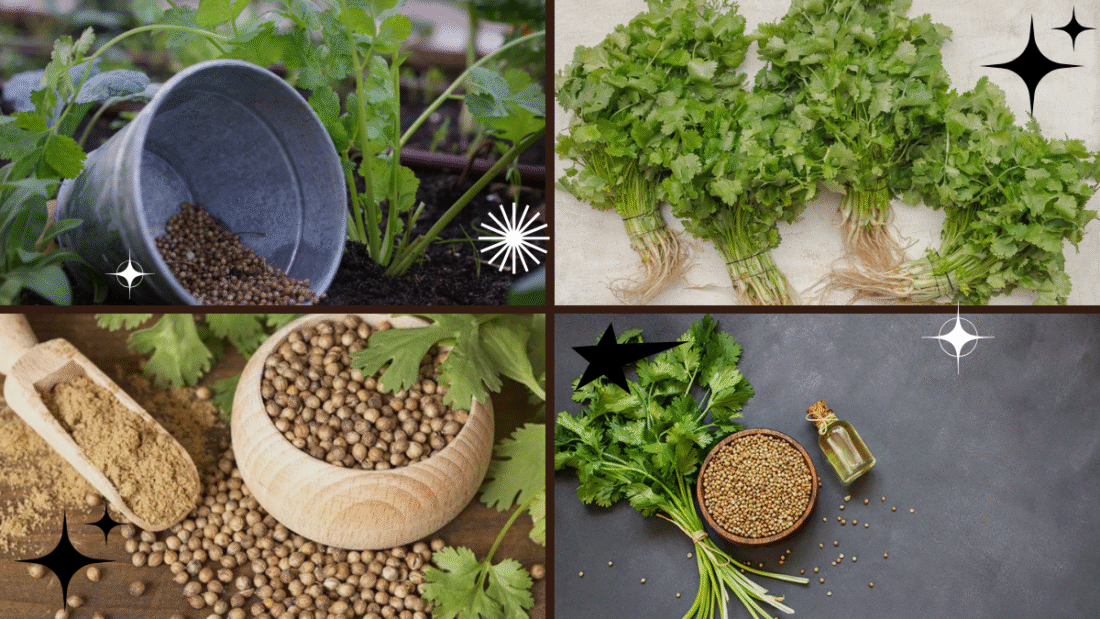 How to Grow Coriander Plant – Spice Up Your Recipes!