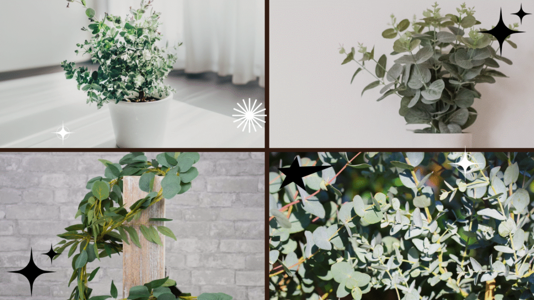 How to Grow Eucalyptus Plant – Refresh Your Air Naturally!