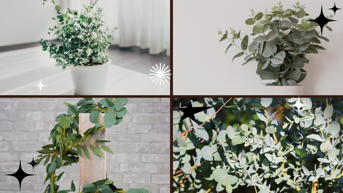 How to Grow Eucalyptus Plant – Refresh Your Air Naturally!
