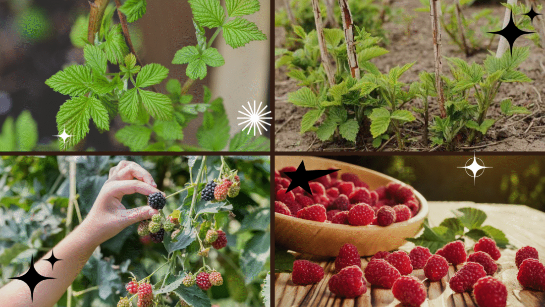 How to Grow Raspberry Plants – Sweet Treats in Your Backyard!