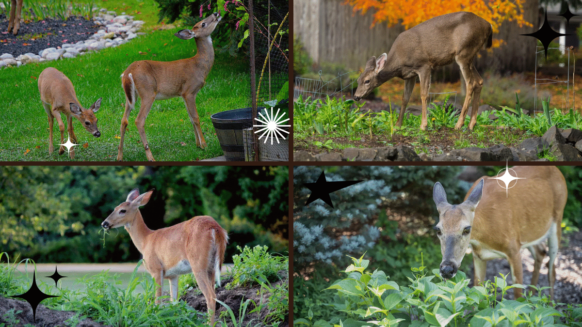 How to Keep Deer from Eating Plants – Save Your Garden Easily!
