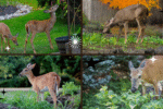 How to Keep Deer from Eating Plants – Save Your Garden Easily!