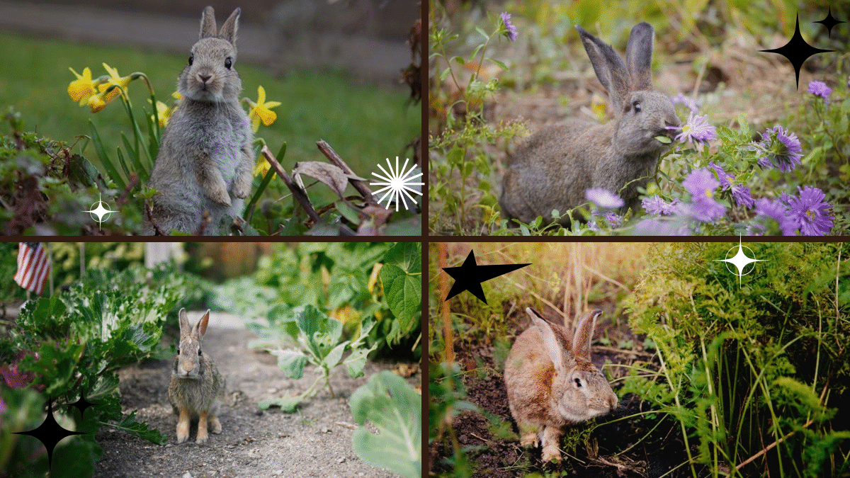 How to Keep Rabbits from Eating Plants – Guard Your Greens!
