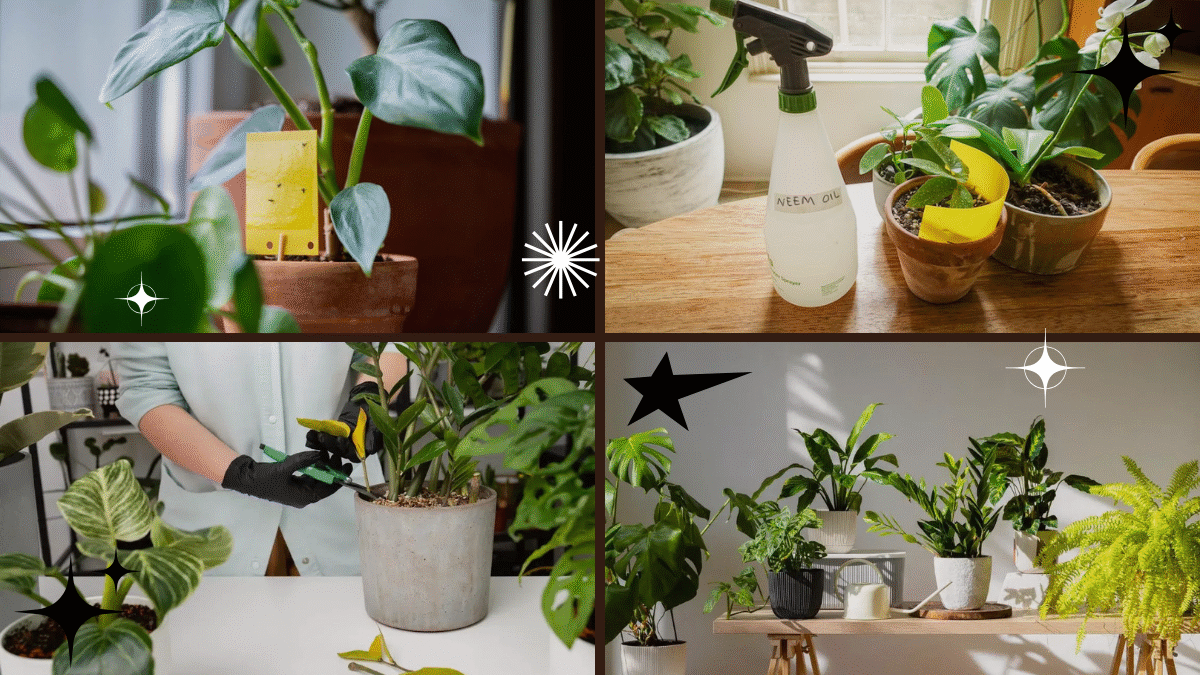 How to Kill Gnats in Plants – Reclaim Your Plant's Health!