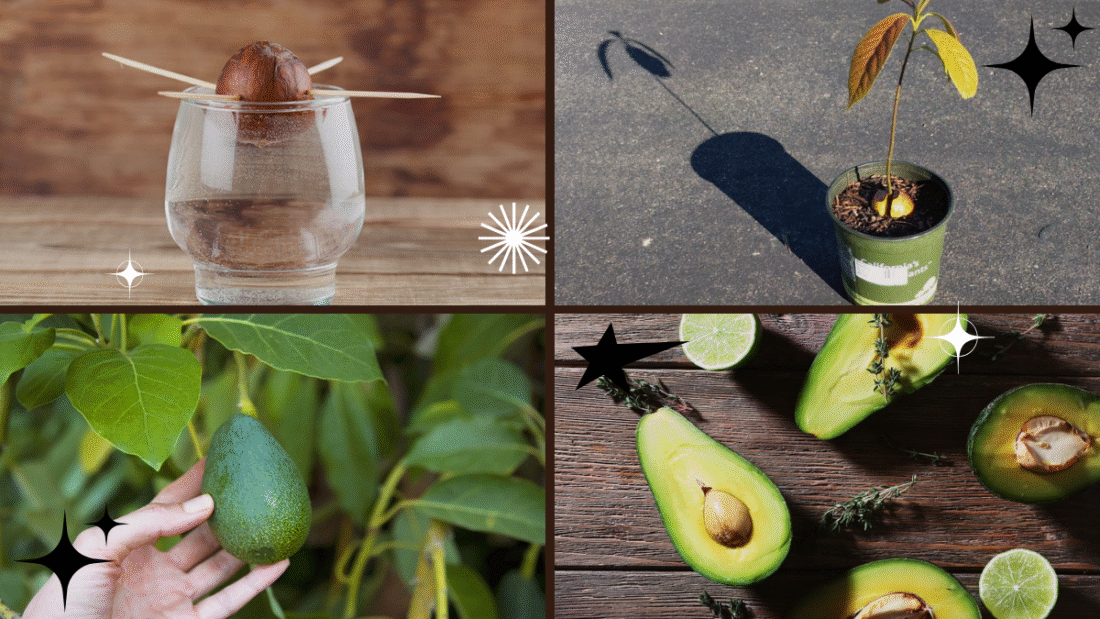 How to Plant an Avocado Pit – Grow Your Own Guacamole!