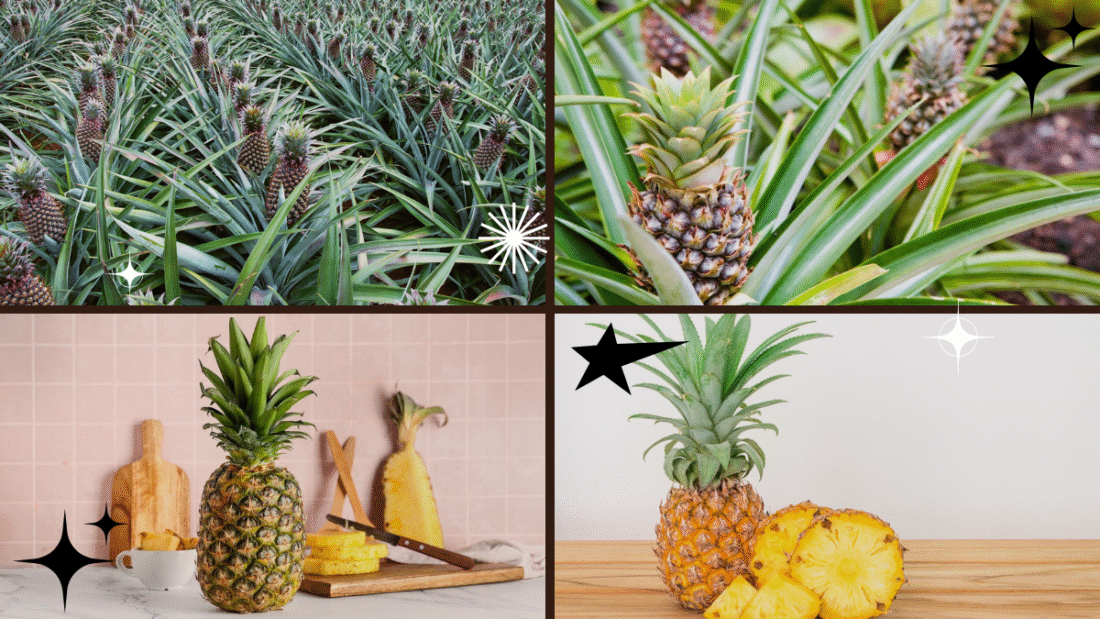 How to Plant a Pineapple – Create Your Tropical Haven!