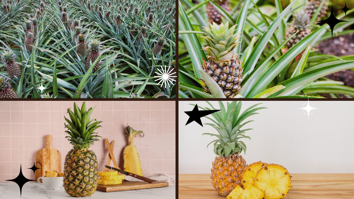 How to Plant a Pineapple – Create Your Tropical Haven!