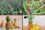 How to Plant a Pineapple – Create Your Tropical Haven!