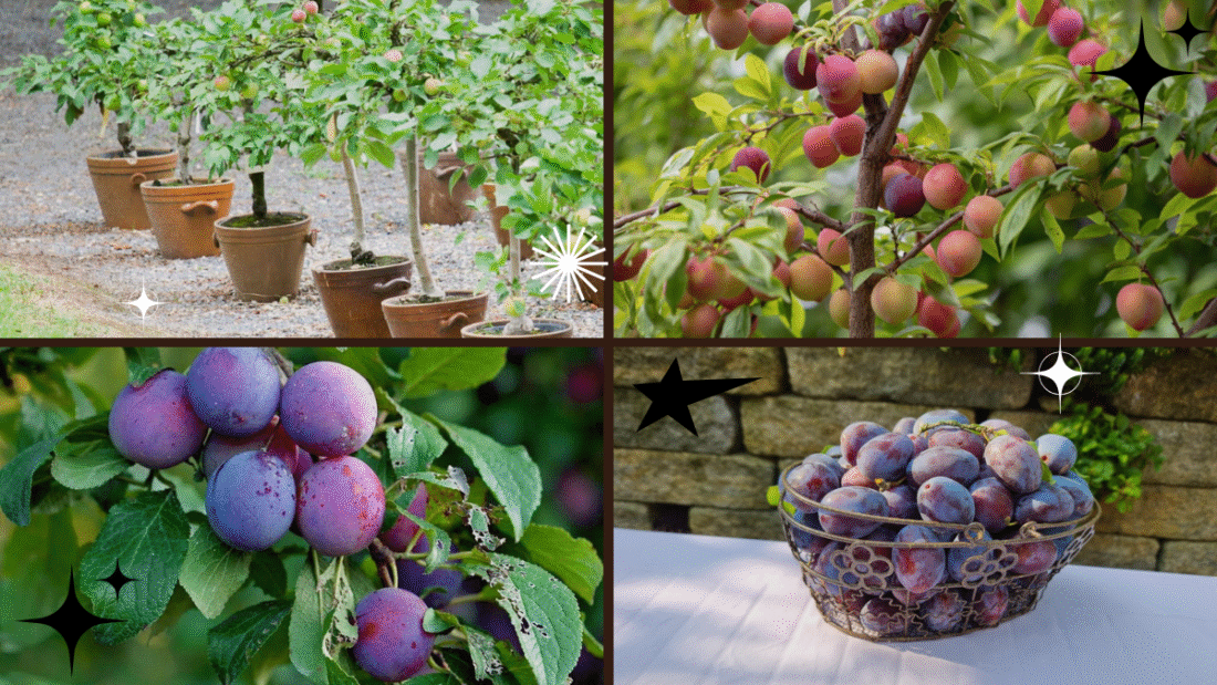 How to Plant a Plum Seed – Enjoy Juicy Harvests!