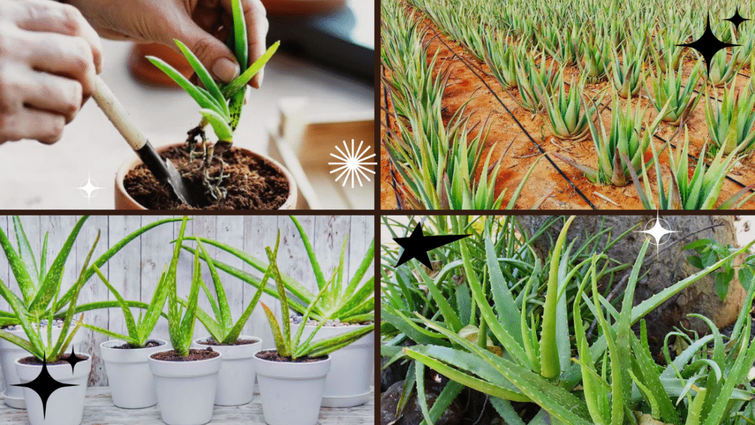 How to Plant Aloe Vera Plant – Cultivate Nature’s Healer!