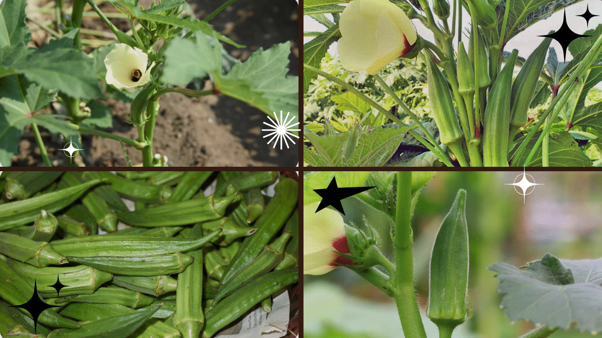 How to Plant an Okra – Harvest Healthy and Delicious Veggies!