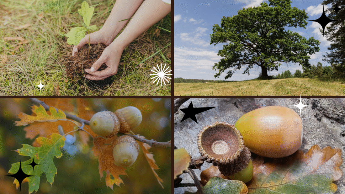 How to Plant and Grow Acorns – Create a Mighty Oak Tree!