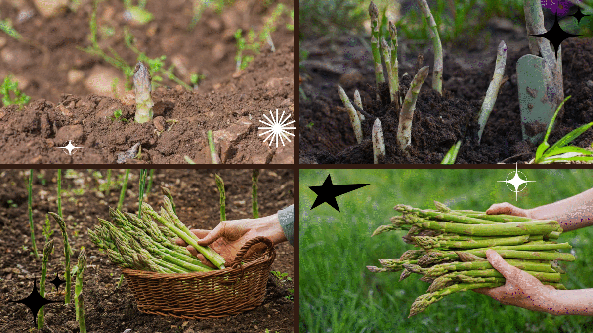 How to Plant and Grow Asparagus – Savor Fresh Garden Goodness!