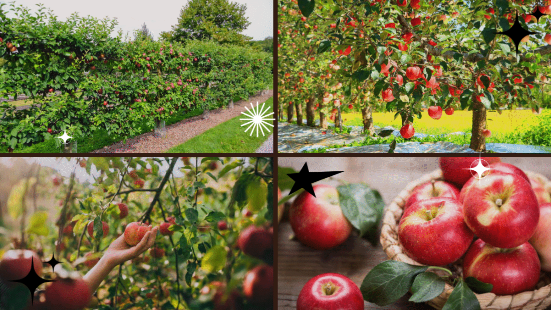 How to Plant Apple Trees – Start Your Orchard Dream!