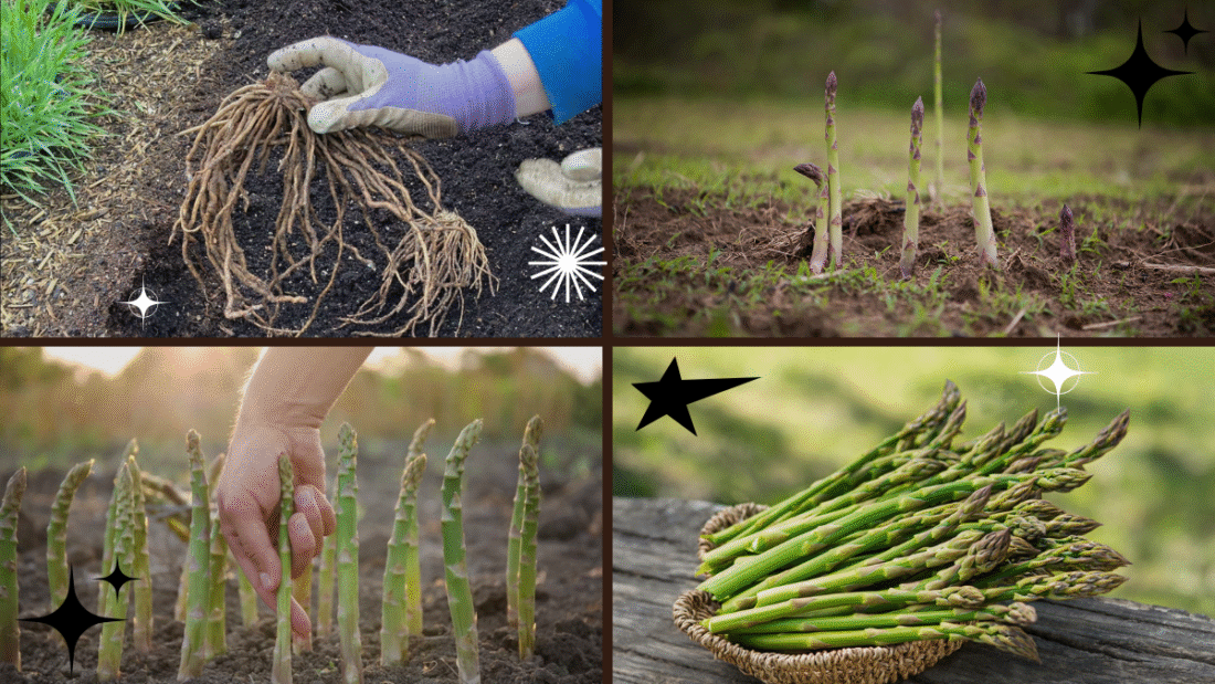 How to Plant Asparagus Crowns – A Gourmet Addition to Your Garden!